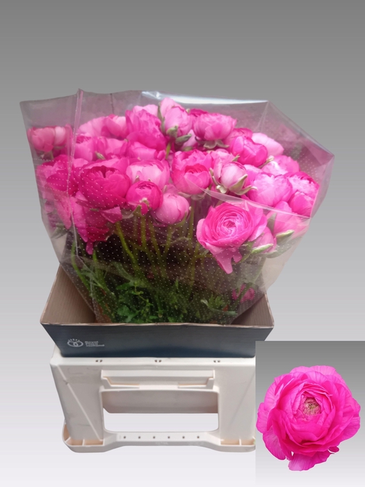 <h4>RAN EL HOT PINK</h4>