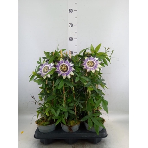 Passiflora caerul.