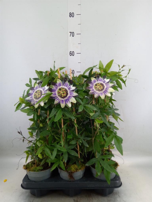 <h4>Passiflora caerul.</h4>