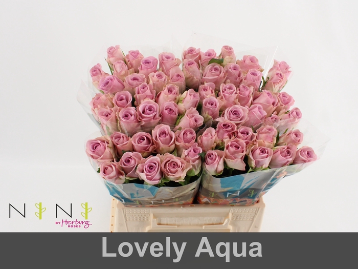 <h4>Rosa large lovely auqa!</h4>
