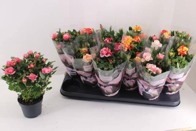 <h4>RO VICTORY GEM</h4>