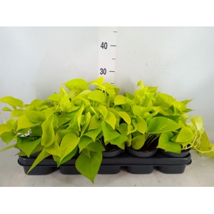 Epipremnum pinn. 'Golden Pothos'