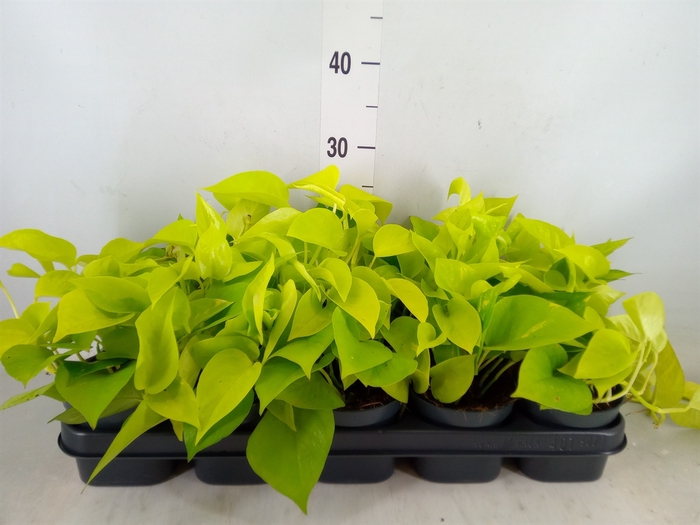 <h4>Epipremnum pinn. 'Golden Pothos'</h4>