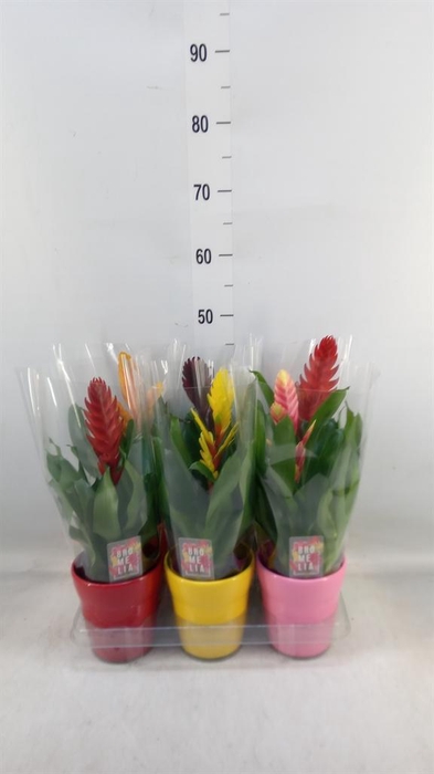 <h4>Vriesea   ...mix 6</h4>