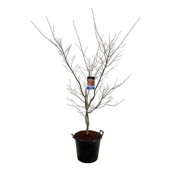 <h4>Acer North Wind ®</h4>