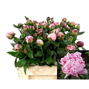 PAEONIA LACT. 'SARAH BERNHARDT'