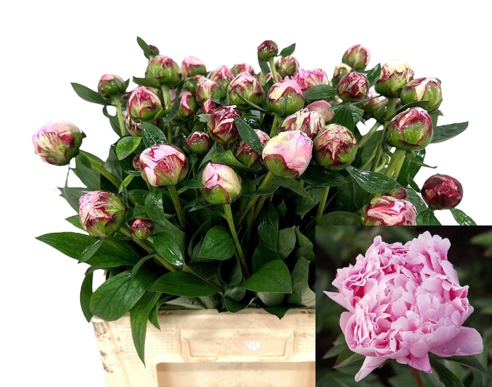 <h4>PAEONIA LACT. 'SARAH BERNHARDT'</h4>