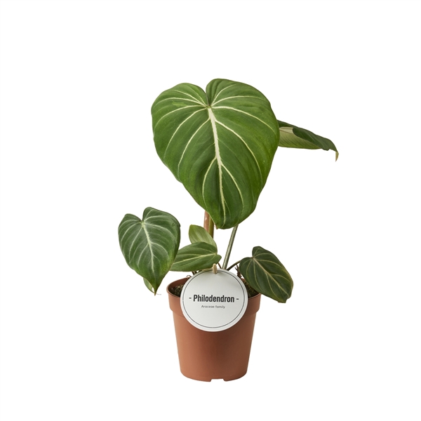 <h4>Philodendron Gloriosum Dark Form</h4>