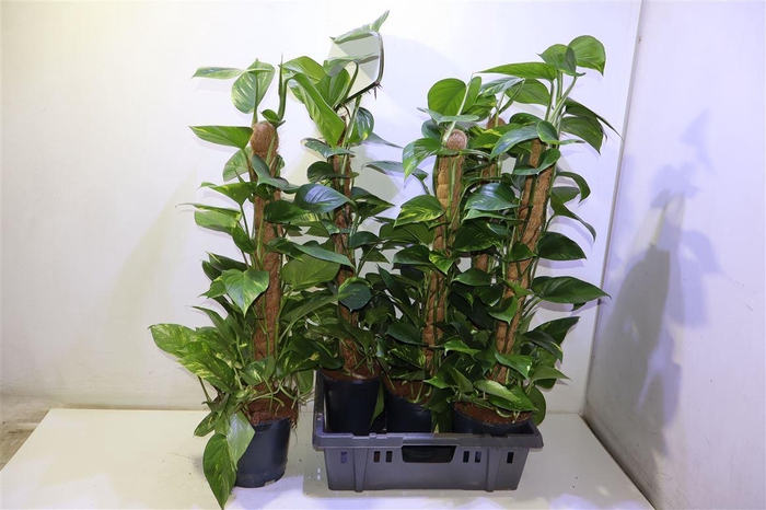 <h4>Epipr Mosstok</h4>