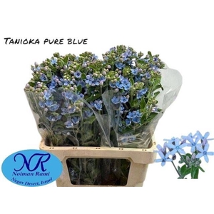 OXY CO TAN PURE BLU