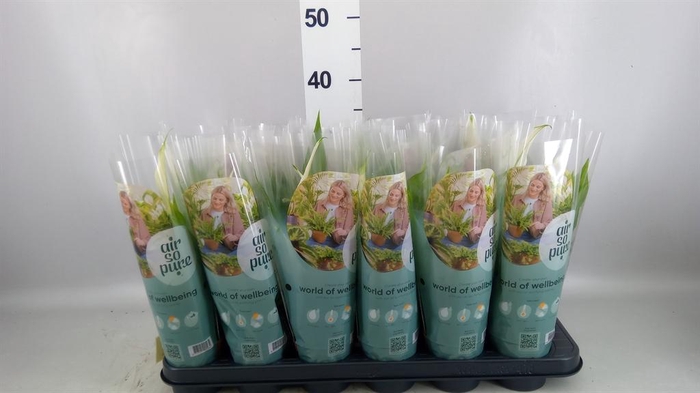 <h4>Spathiphyllum  'Pearl Cupido'</h4>