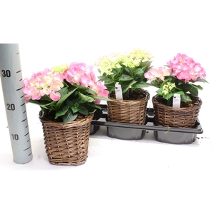 ARR HYDRANGEA
