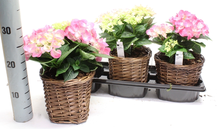 <h4>ARR HYDRANGEA</h4>