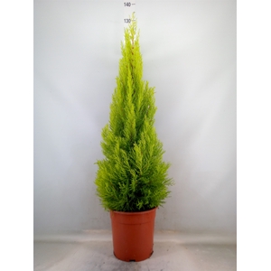 Cupressus macro. 'Goldcrest Wilma'