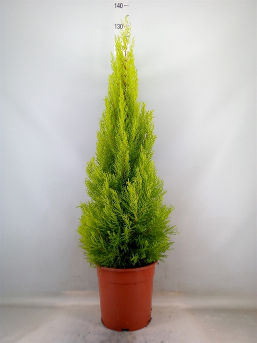 <h4>Cupressus macro. 'Goldcrest Wilma'</h4>