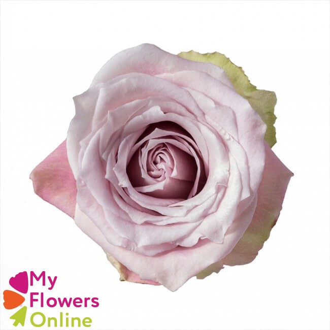 <h4>R Gr Faith Pink 50cm EC</h4>