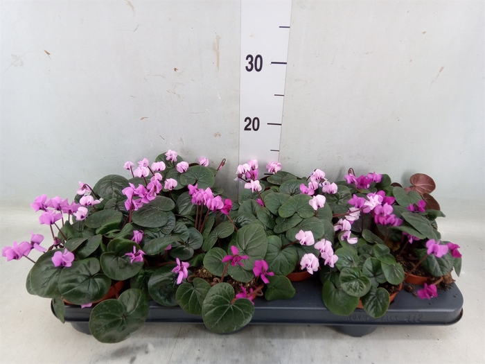 <h4>Cyclamen coum</h4>