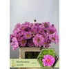 Cosmos Pink
