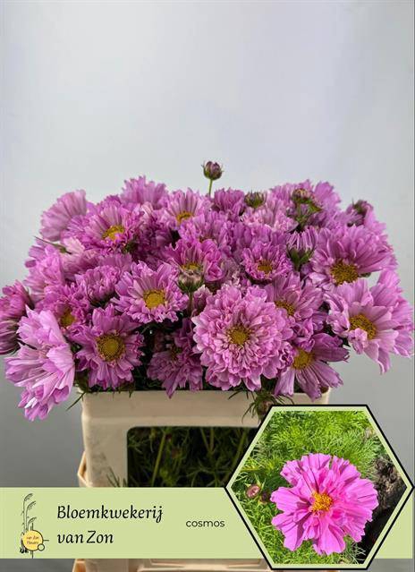 <h4>Cosmos Pink</h4>