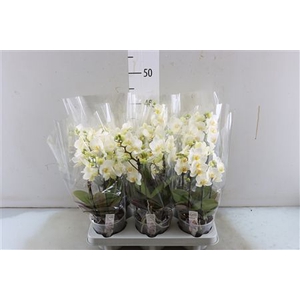 PHAL BOQUETTO BEAUTY 3-5 TAK (BO)