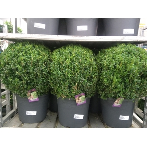 Buxus semp.   ...