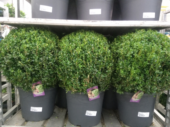 <h4>Buxus semp.   ...</h4>