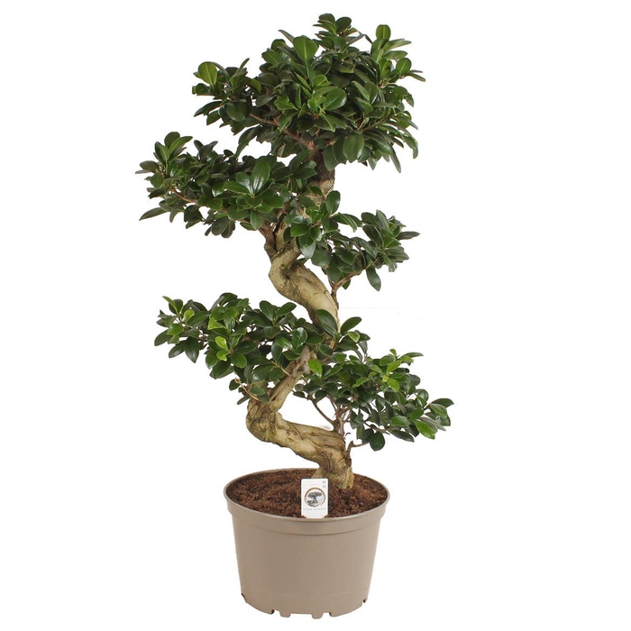 <h4>Ficus Mi Ginseng</h4>