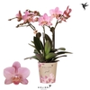 Kolibri Orchids Phalaenopsis Jewel Treviso 3 spike