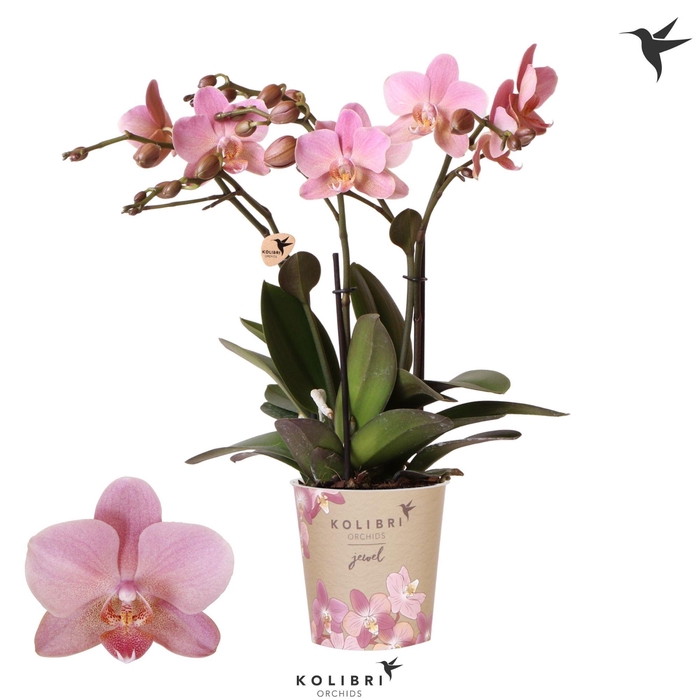 Kolibri Orchids Phalaenopsis Jewel Treviso 3 spike