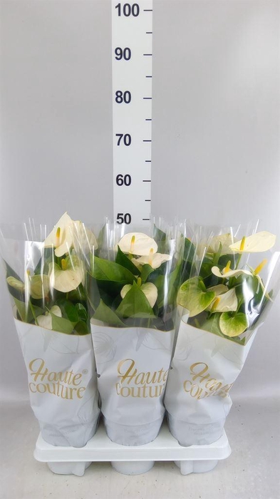 <h4>Anthurium andr. 'Cocos'</h4>