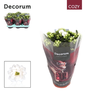 Kalanchoe Decorum Cozy - White