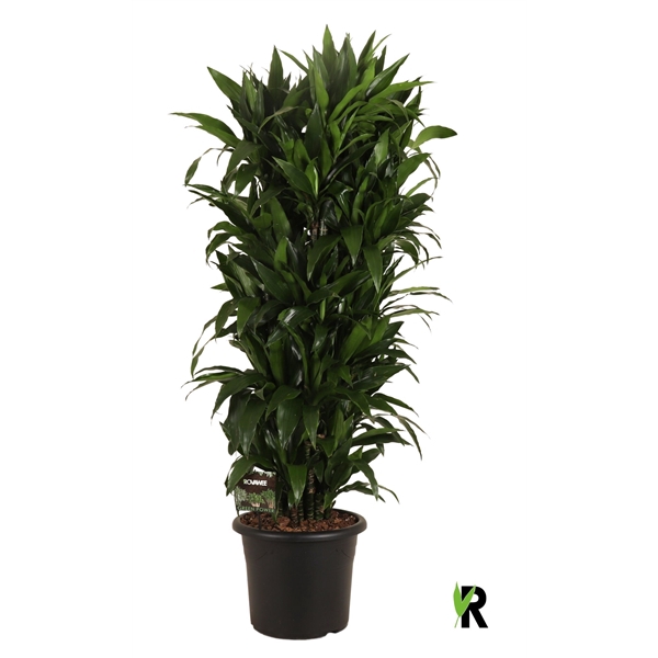 <h4>Dracaena frag. Janet Craig vertakt</h4>