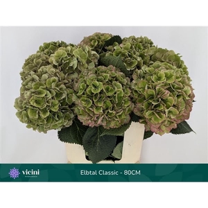 Elbtal Green Classic - 80CM