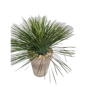 Arr. Tuinplanten H%