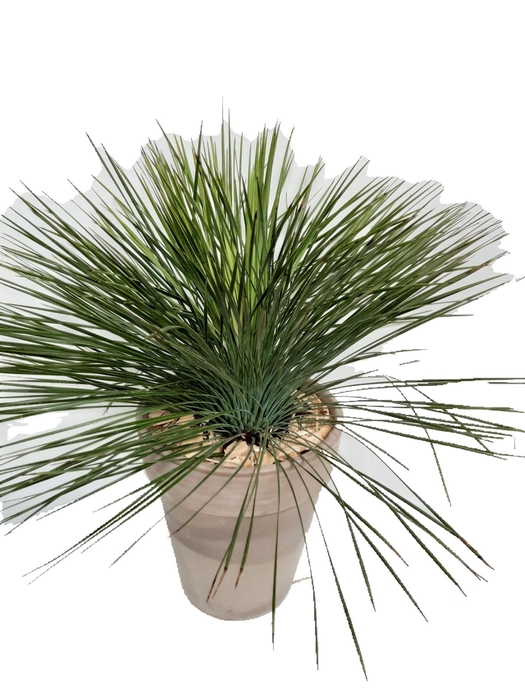 <h4>Arr. Tuinplanten H%</h4>
