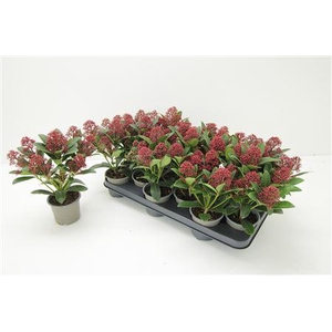 Skimmia Japonica Rubella 7-8