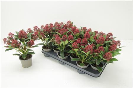 <h4>Skimmia Japonica Rubella 7-8</h4>