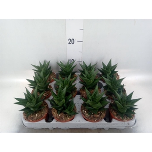 Haworthia limifolia