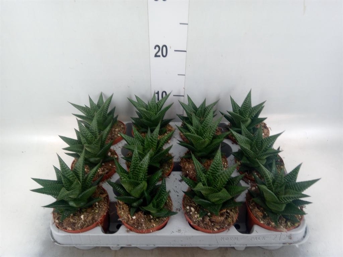<h4>Haworthia limifolia</h4>