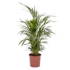 PALMEIRA ARECA BAMBU P17