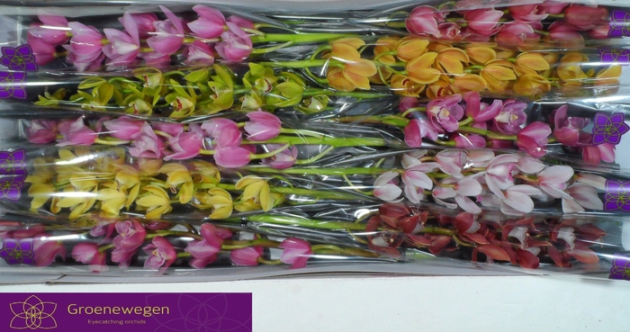 <h4>CYMB MI GEM</h4>