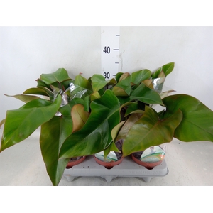 Philodendron   ...
