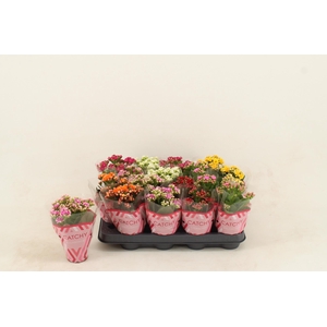 Kalanchoe Double Mix