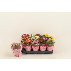 Kalanchoe Double Mix