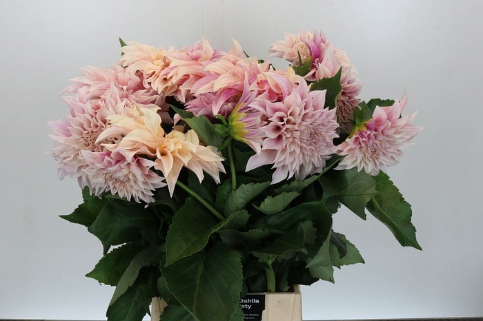 <h4>Dahlia DE 'Cafe au Lait'</h4>