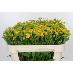 Helenium Kanaria