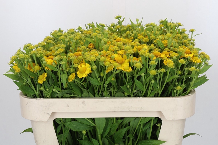 <h4>Helenium Kanaria</h4>