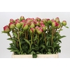 Paeonia Command Performance