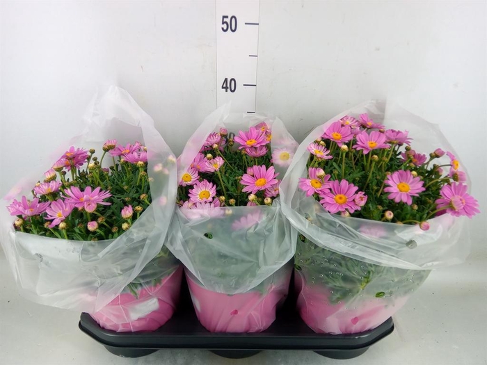 <h4>Argyranthemum   ...</h4>