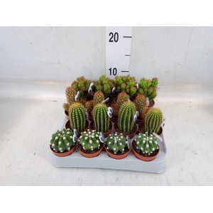 Cactus   ...decorated